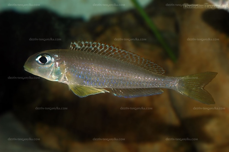 Xenotilapia flavipinnis 'Kekese'